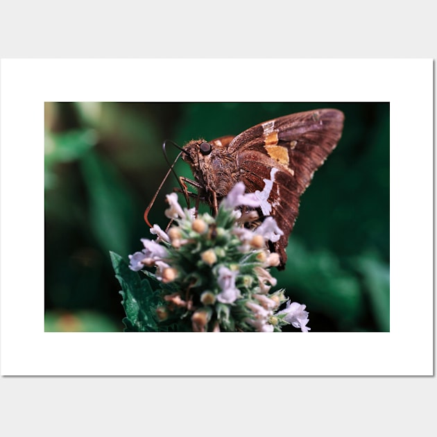 Silver-Spotted Skipper Butterfly. Macro Photograph Wall Art by love-fi